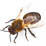 Arı Sokması Evde Tedavi Yöntemleri